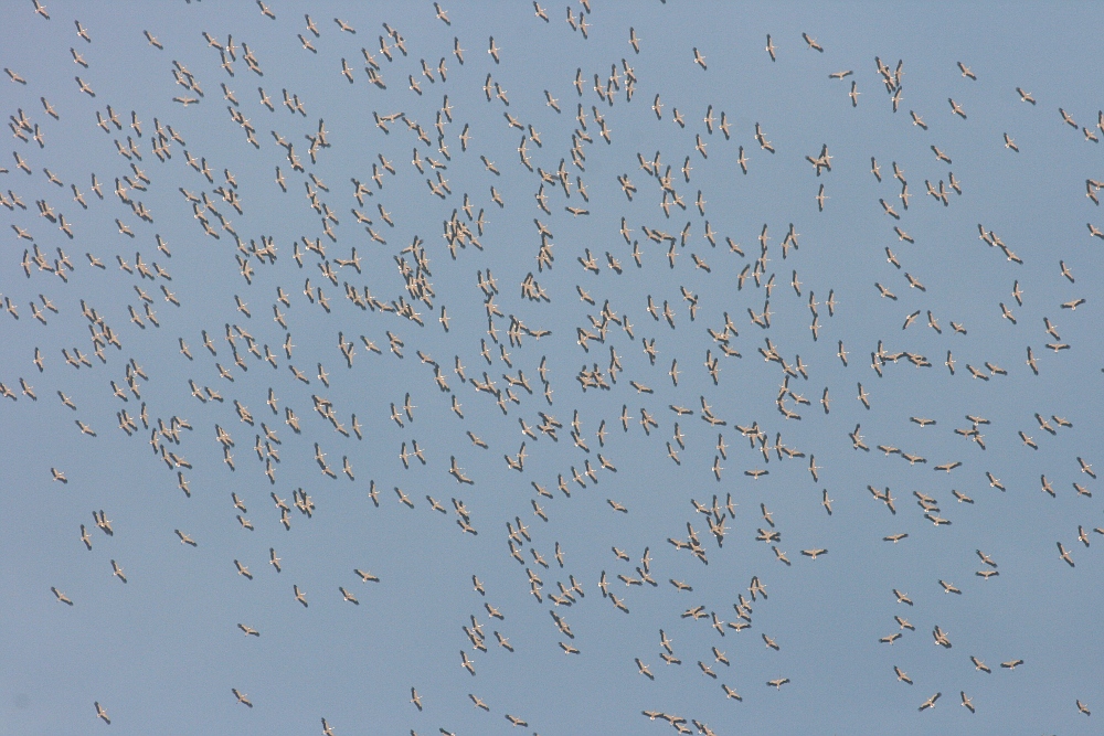 Flock of white storks